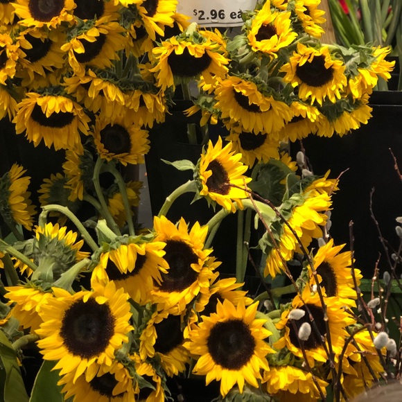 Meet your Posher, Elizabeth - Picture 1 of 1